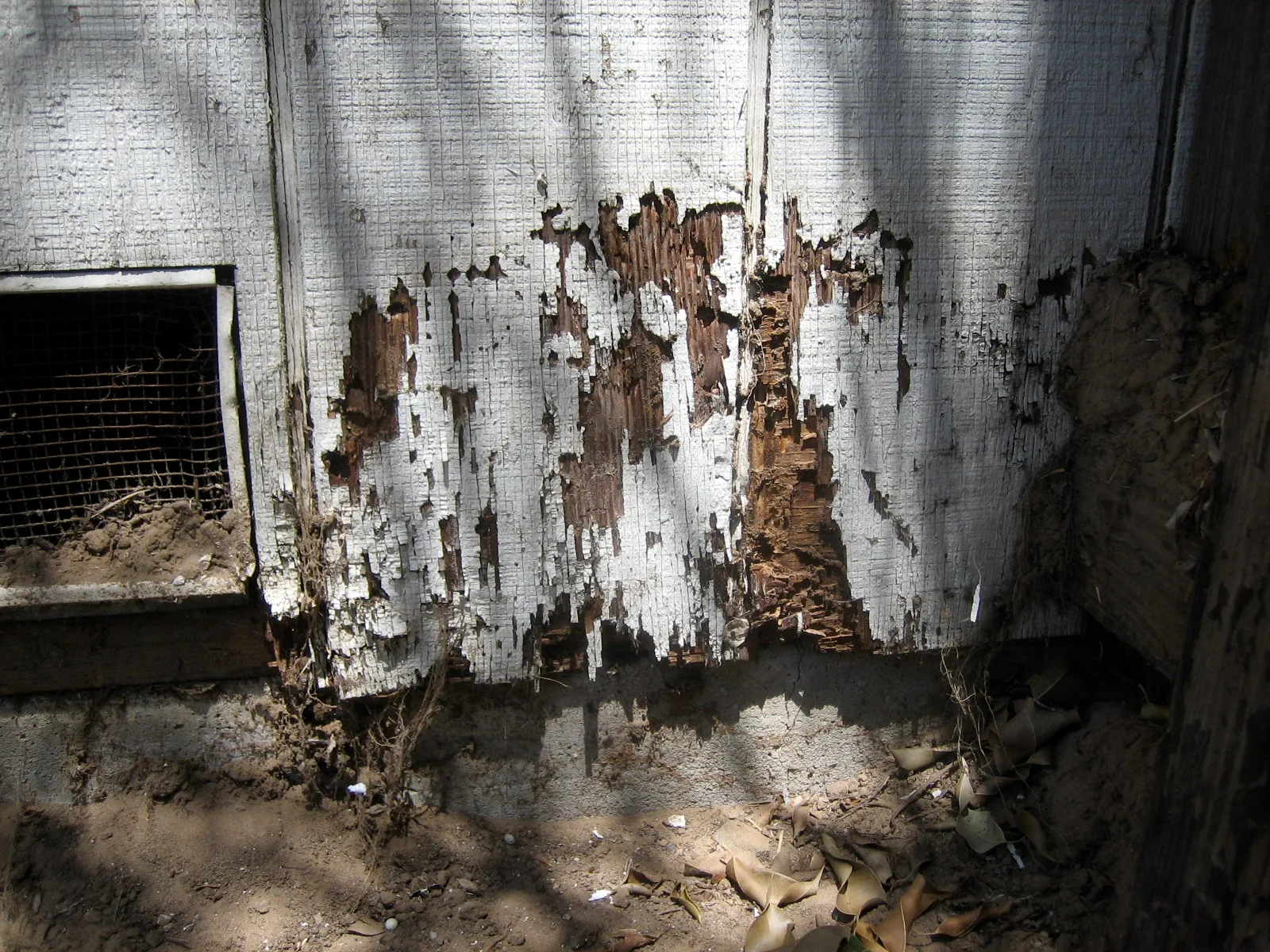 Termite damage at the bottom of a wall beside a foundation vent